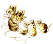 mouse-family.jpg
